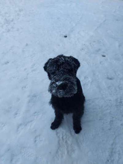 Wo sind die Riesenschnauzer?-Beitrag-Bild