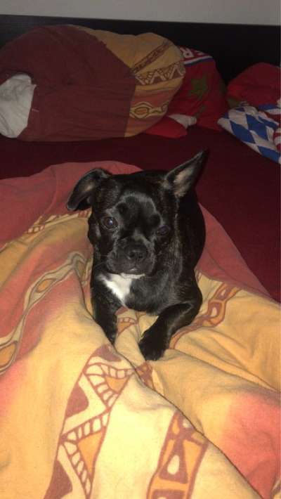 Hundetreffen-Spielfreund gesucht ☺️-Bild