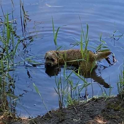 Hundetreffen-Hundetreffen-Bild