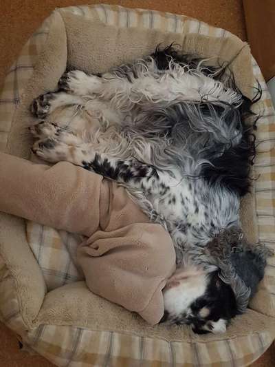 euer ältester Hund ?-Beitrag-Bild