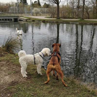 Deutsche Boxer-Beitrag-Bild