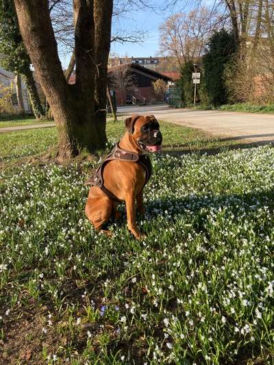 Deutsche Boxer-Beitrag-Bild