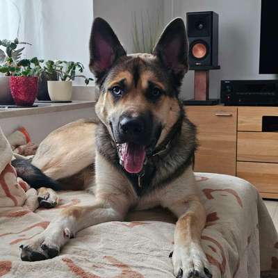 Hundetreffen-Spielen mit Neo-Bild