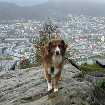 Hundetreffen-Gassi gehen-Bild