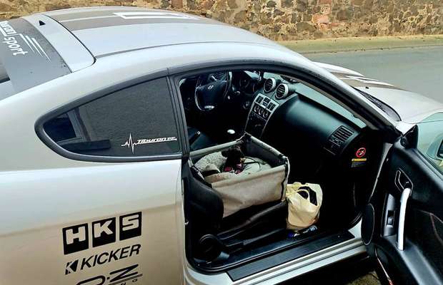 Welches Auto mit welchem Hund-Beitrag-Bild