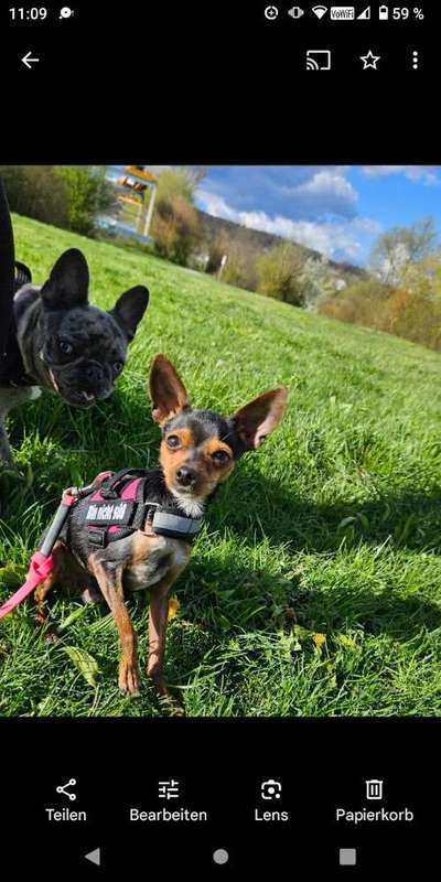 Hundetreffen-Hundetreffen von gut Sozialisierten Hunden gesucht-Bild
