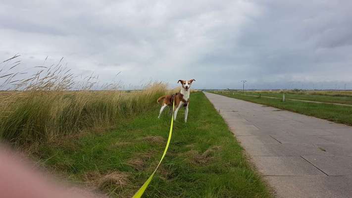 Hundetreffen-Podenco Treffen rund um Flensburg-Bild