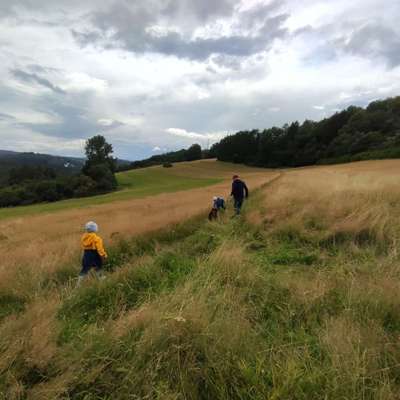 Hundetreffen-Welpentreffen mit kleinen Kindern-Bild