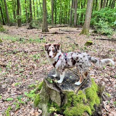 Hundetreffen-Junghundetreff - spielen und Gassi gehen-Bild