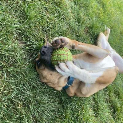 Hundetreffen-Gassi, Spielen 🐾-Bild