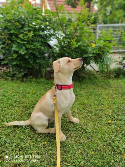 Die Dogorama Monats Challenge "Es grünt und blüht"-Beitrag-Bild