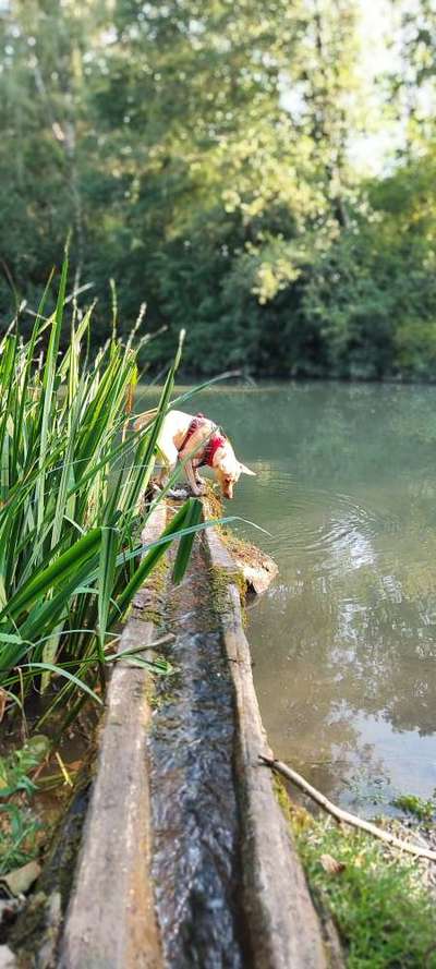 Dogorama Photo Challenge - Märchenwald-Beitrag-Bild