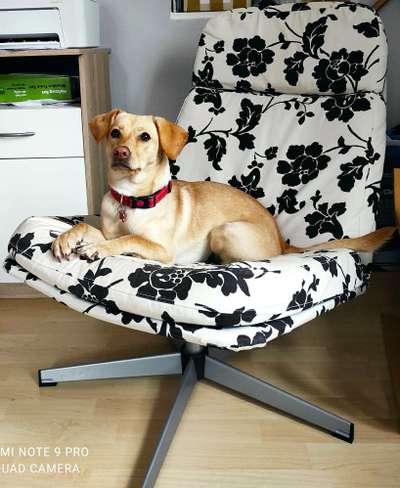 Labradorfans-Beitrag-Bild