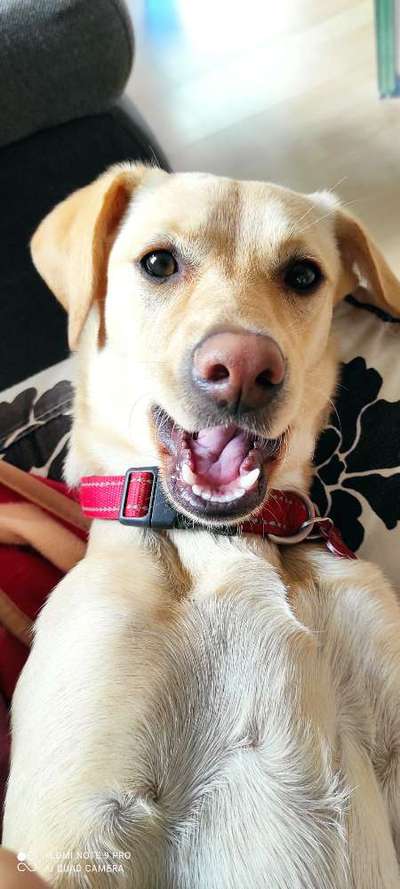 Mischlingshunde Foto Aufruf-Beitrag-Bild