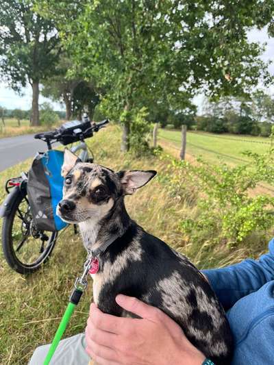 Dogorama Photo Challenge - Gassipause-Beitrag-Bild