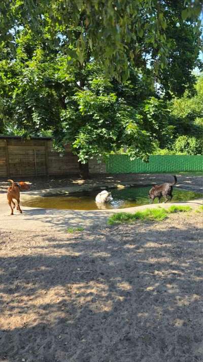 Giftköder-Hundepension-Bild