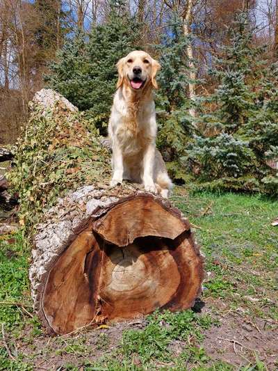 Dogorama Photo Challenge - Der Frühling kommt-Beitrag-Bild