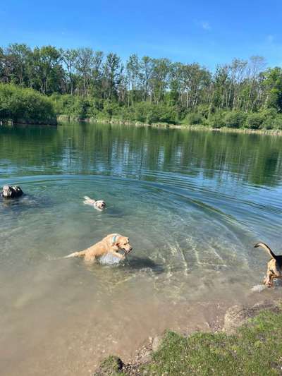 Wo sind die Golden Retriever Liebhaber?-Beitrag-Bild