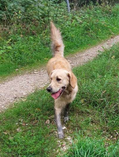 Wo sind die Golden Retriever Liebhaber?-Beitrag-Bild