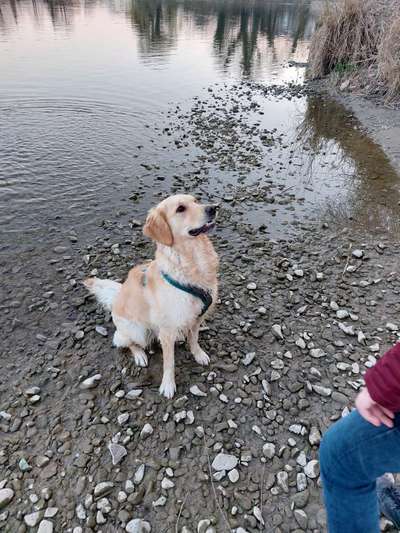 Wo sind die Golden Retriever Liebhaber?-Beitrag-Bild