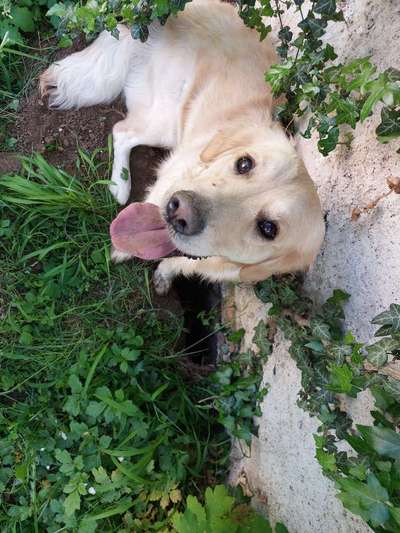 Wo sind die Golden Retriever Liebhaber?-Beitrag-Bild