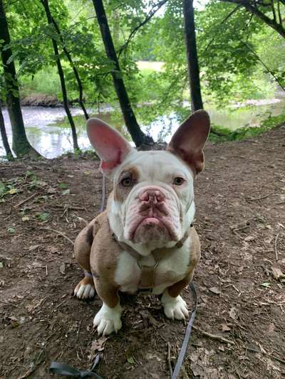 Olde English Bulldogge-Beitrag-Bild