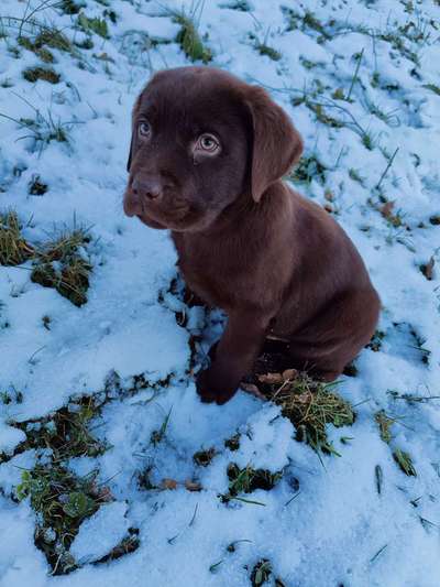 Die Dogorama Kalender Challenge Teil 2/4-Beitrag-Bild