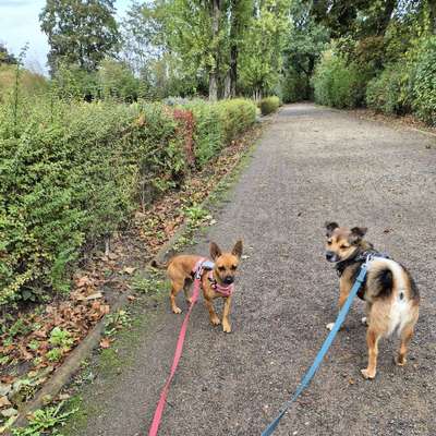 Hundetreffen-Nachmittagstreffen im Mariannenpark und Umgebung-Bild