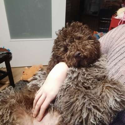 Hundetreffen-Spiele Treff-Bild