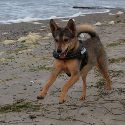 Hundetreffen-Gemeinsames Spaziergehen, Training-Bild