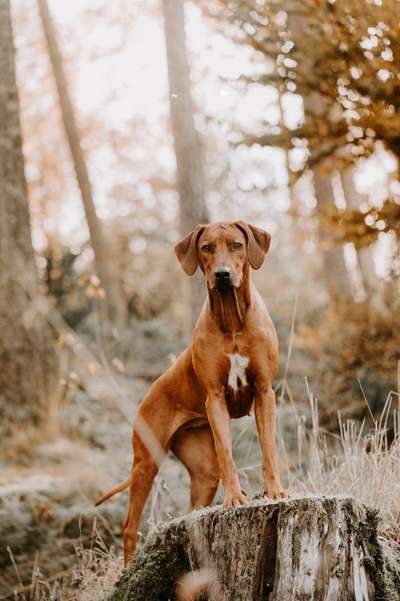 Rhodesian Ridgeback-Beitrag-Bild