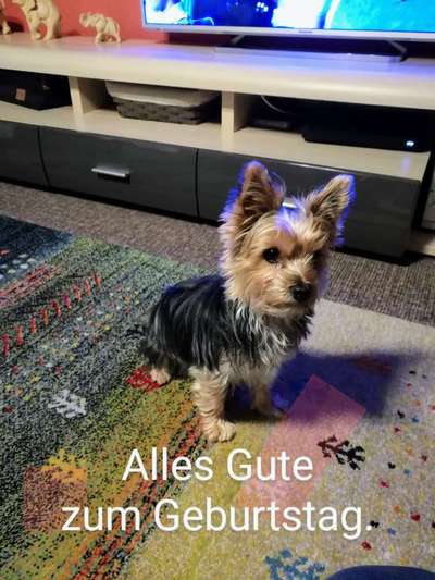 Yorkshire Terrier-Beitrag-Bild