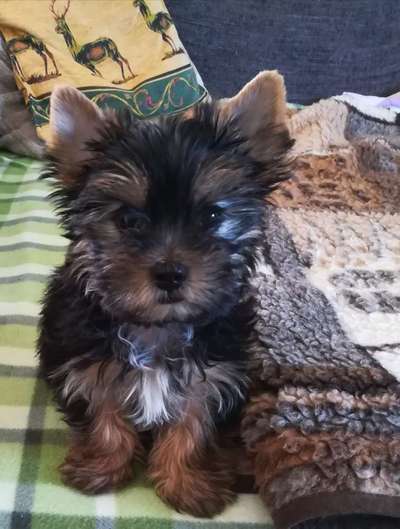 Welpen Bilder !-Beitrag-Bild