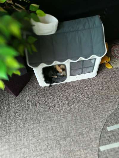 Körbchen / Hundebett-Beitrag-Bild