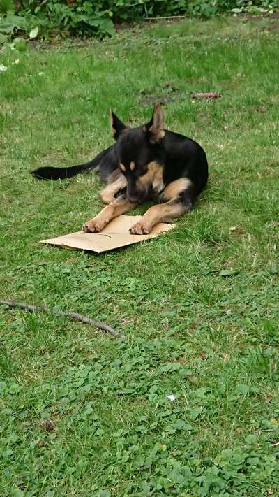 Zeigt mir eure Schäferhund Mischlinge :-)-Beitrag-Bild