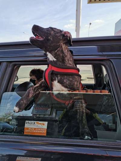 Die Dogorama Wochen Challenge-Beitrag-Bild