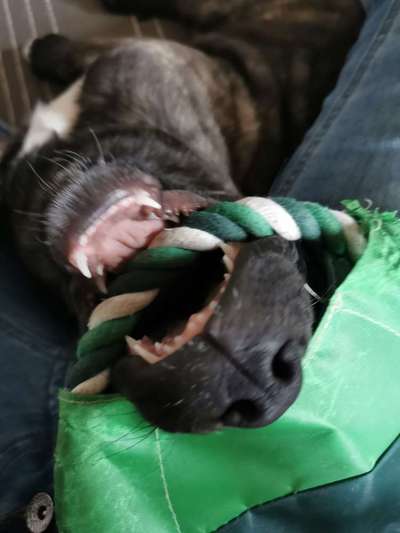 Fotochallenge Nr. 47 - Zeigt die Zähne-Beitrag-Bild