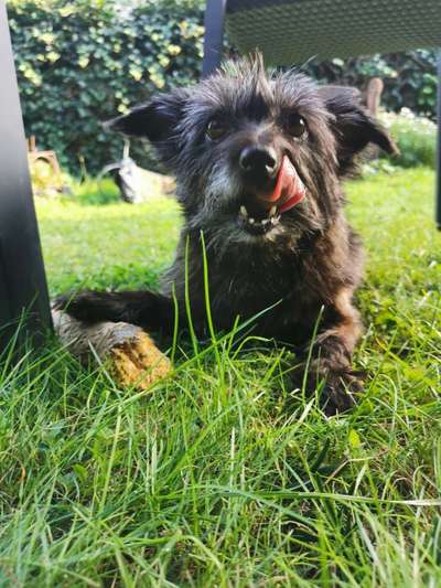 Die Dogorama Kalender Challenge Titelbild-Beitrag-Bild