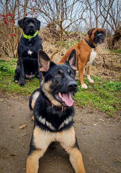 Hundetreffen-Hundefreunde (Bürgerpark, Ostseeblick und Umgebung) gesucht 🐺-Bild