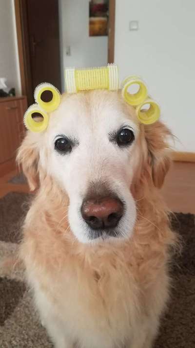 Wo sind die Golden Retriever Liebhaber?-Beitrag-Bild