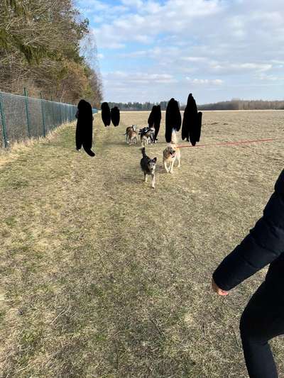 Hundeauslaufgebiet-Königsbrunn-Bild