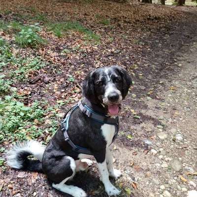 Hundetreffen-Spiel Freunde gesucht-Bild