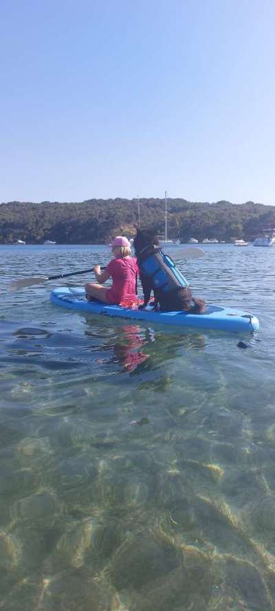 Hund abgegeben, weil Urlaub anstand? Leider kein Witz 😳-Beitrag-Bild