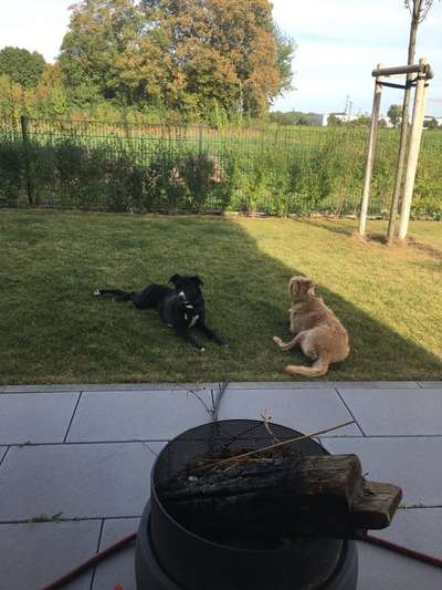 Hundetreffen-Hundebegegnungen-Bild