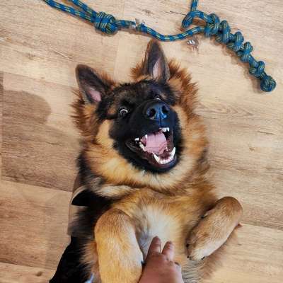 Hundetreffen-Gassi-Treff und/oder Trainings-Treff-Bild