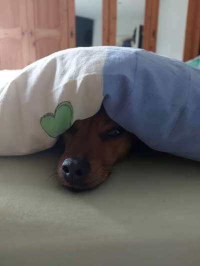 Hundetreffen-Spielgefährten und Gassirunde Raum Sörup-Bild