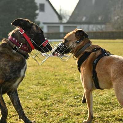 Giftköder-Sozialkontakt Stunde-Bild