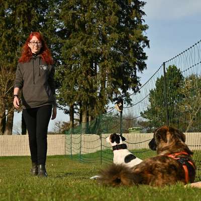 Giftköder-Erziehungskurs für Erwachsene Hunde-Bild