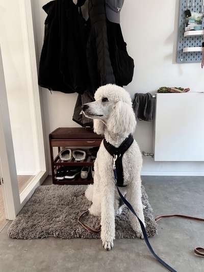 Alles rund um den Pudel-Beitrag-Bild