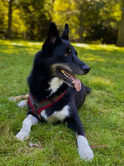 Hundetreffen-Treffen der großen Hunde-Bild